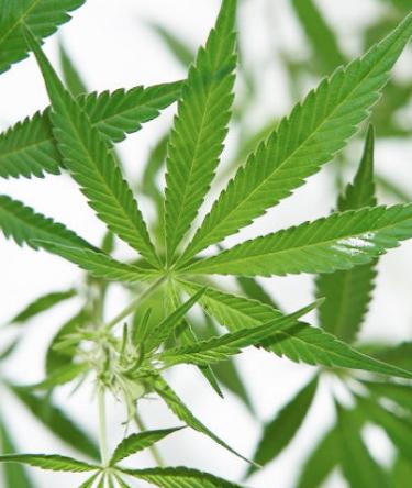 What’s so special about delta-8 THC?