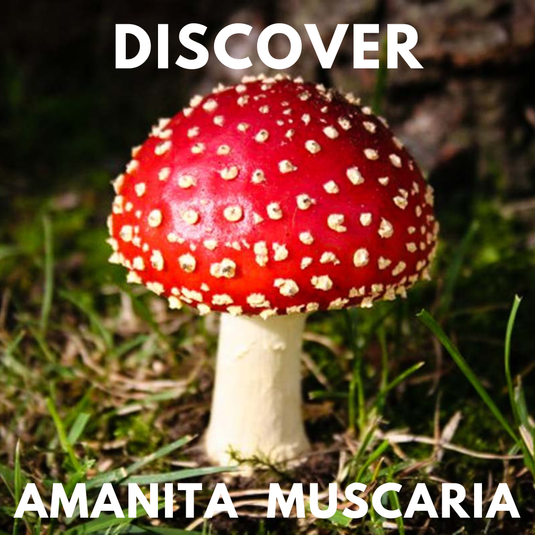 Mushroom Gummies - Discover Amanita Muscaria