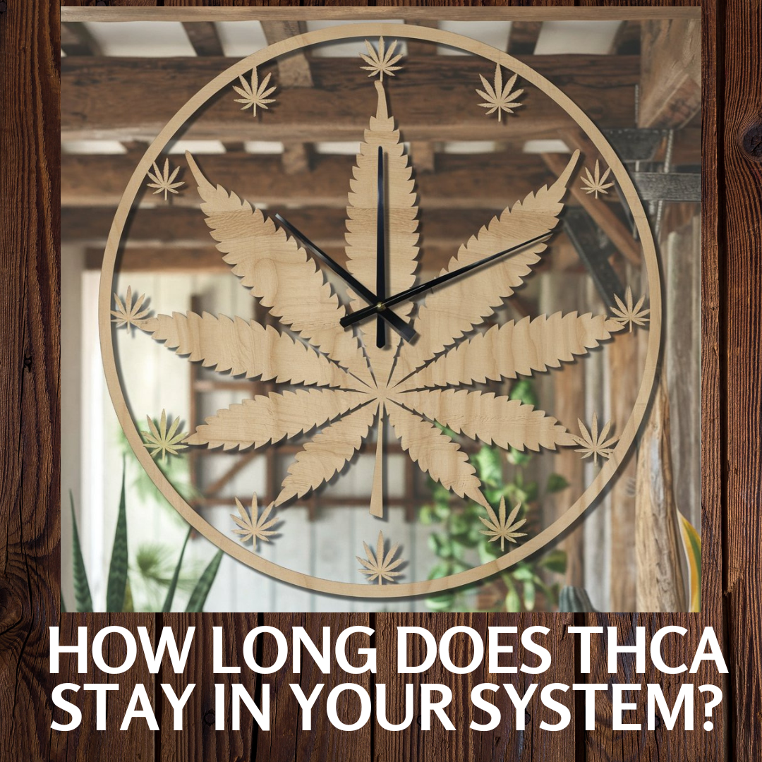 how long thca stay in your system infographic
